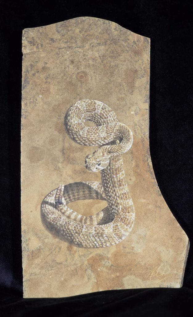 u1376-rattlesnakeonstone
