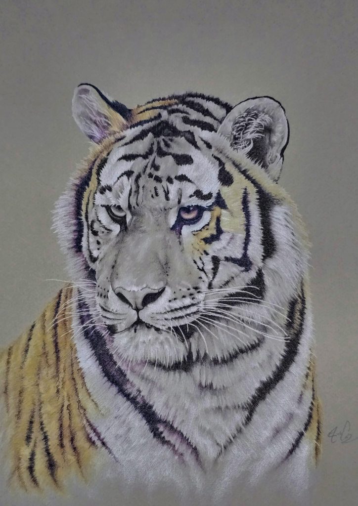 u1376-tiger